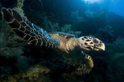 Hawksbill turtle at Big Brother, Egypt. by Dray Van Beeck 